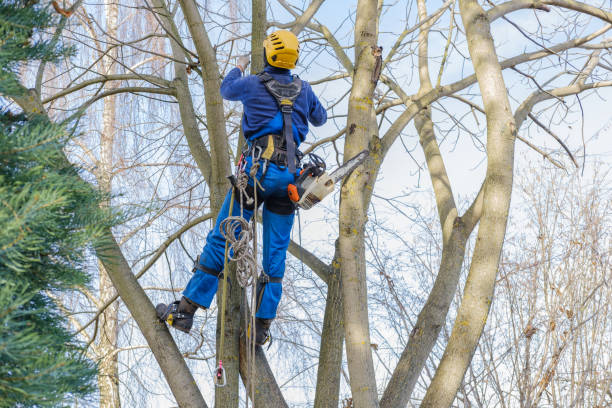 Best Tree Mulching  in South Lake Tahoe, CA