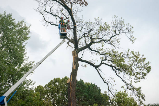 Best Fruit Tree Pruning  in South Lake Tahoe, CA