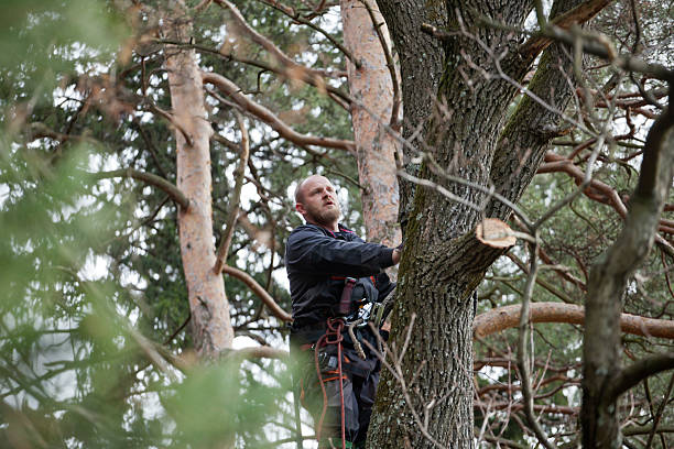 Best Tree Removal  in South Lake Tahoe, CA